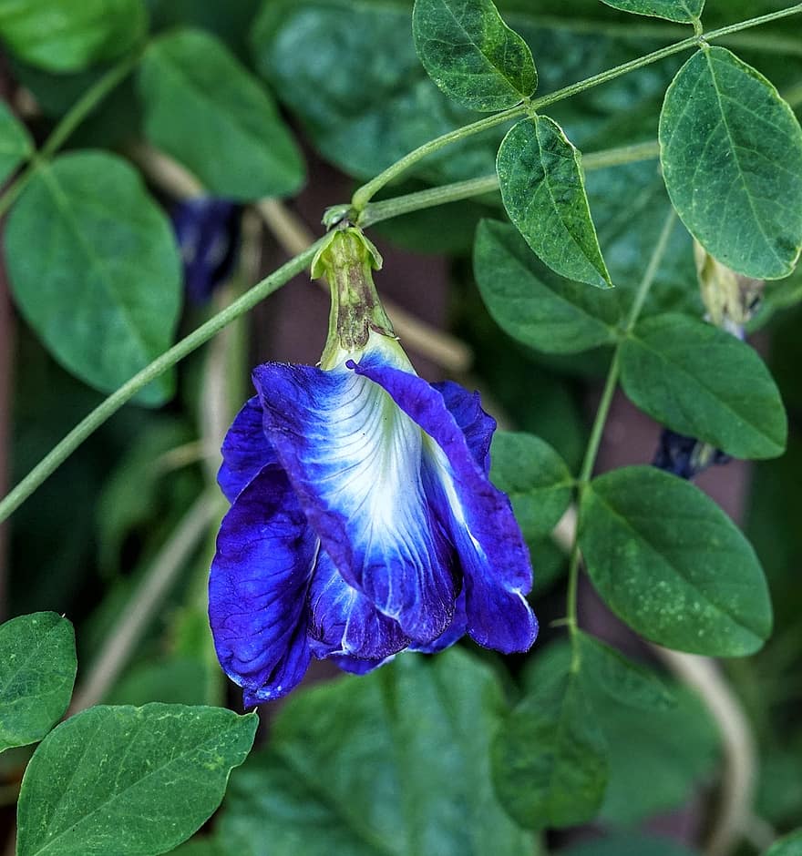 blue pea blue pea vine clitoria ternatea flower vine deep blue