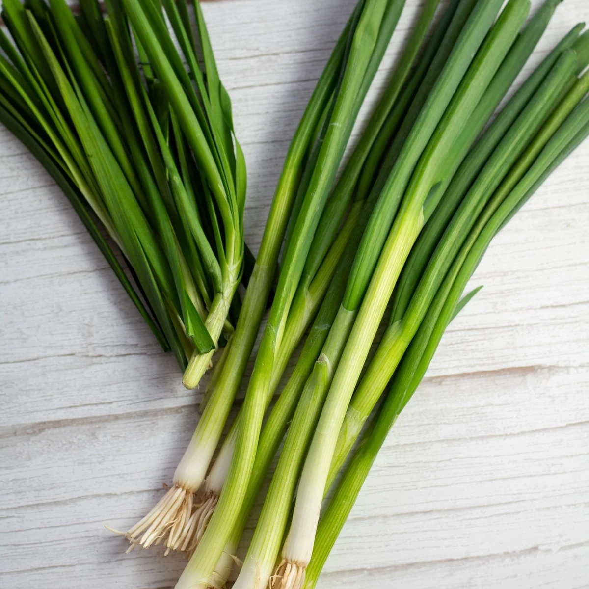green onions vs chives sq